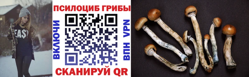Купить где  Окуловка  Псилоцибиновые грибы Cubensis 
